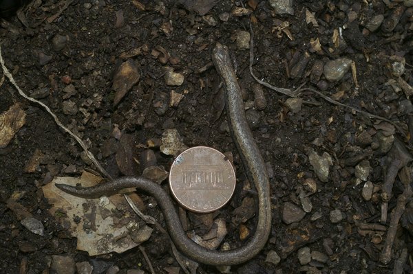 Ordinateurs portables versus tablettes : laquelle est la meilleure pour vous